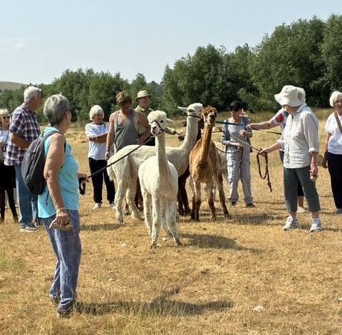Alpacas